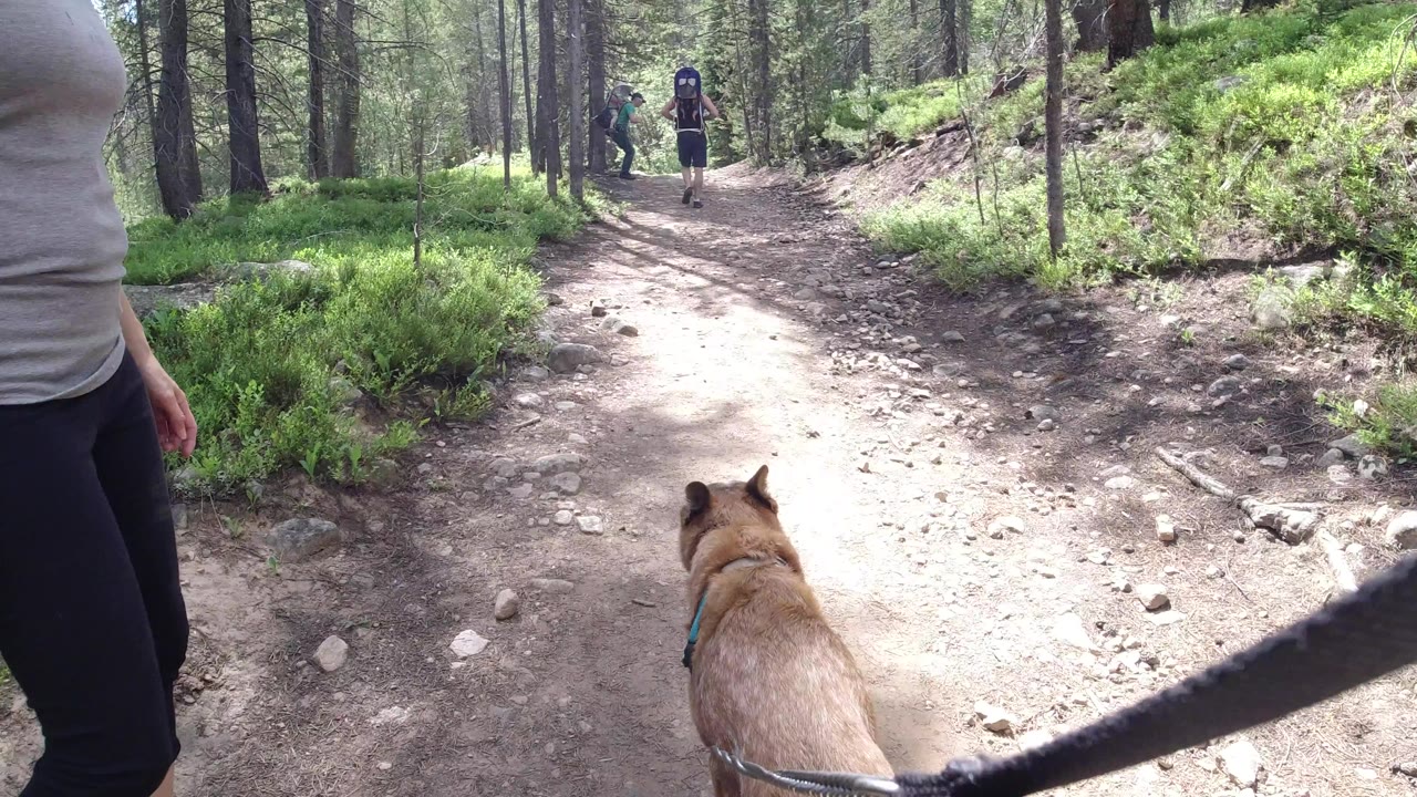 Leashed dog and hikers on a rocky forest trail.