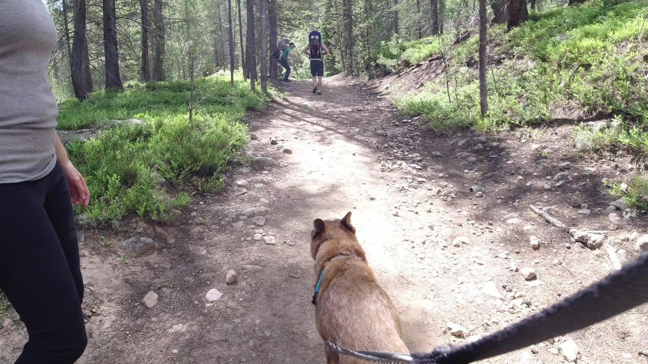 One second in, the tan dog remains centered low in frame on the Winter Park, Colorado trail, with the black leash crossing the foreground and a hiker visible in the distance.