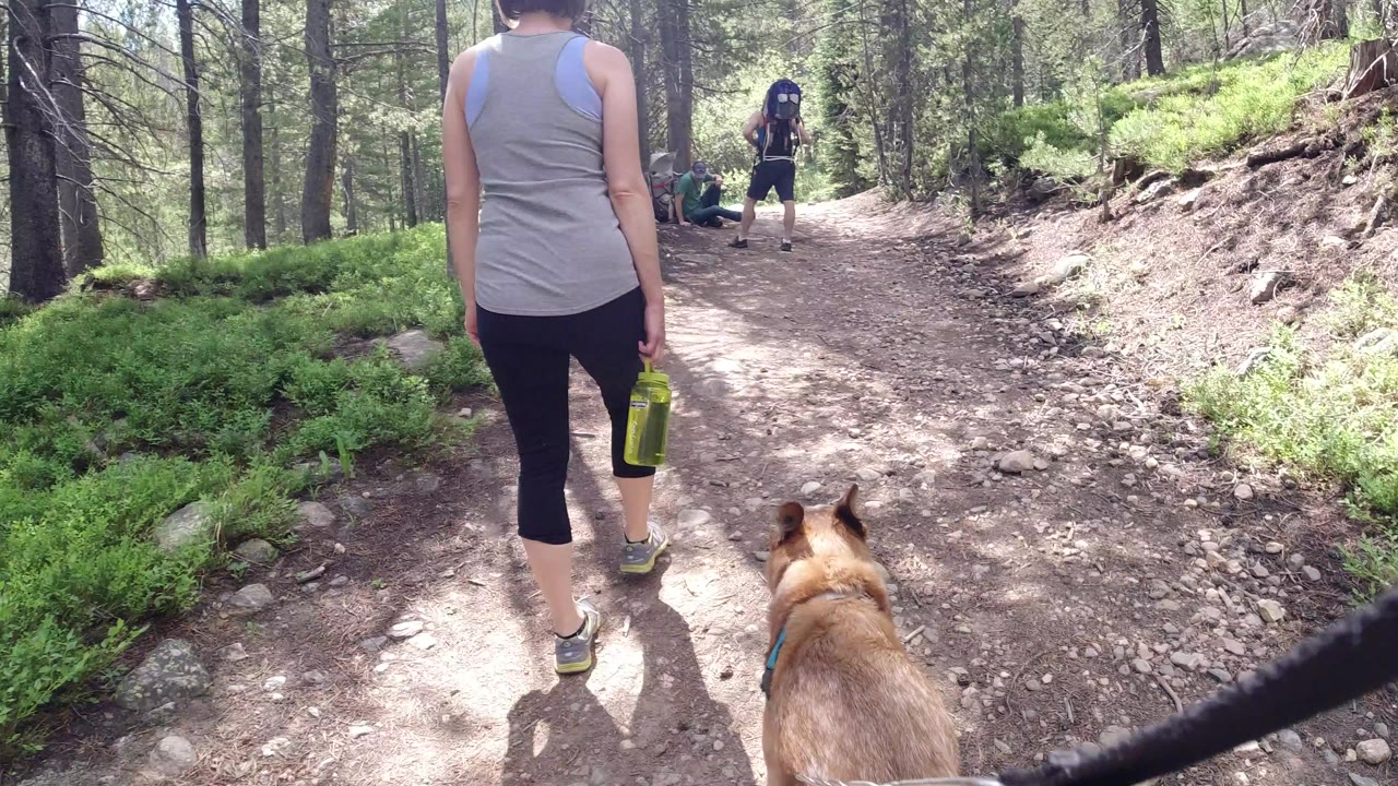 Woman walking a forest trail with a dog in the foreground.