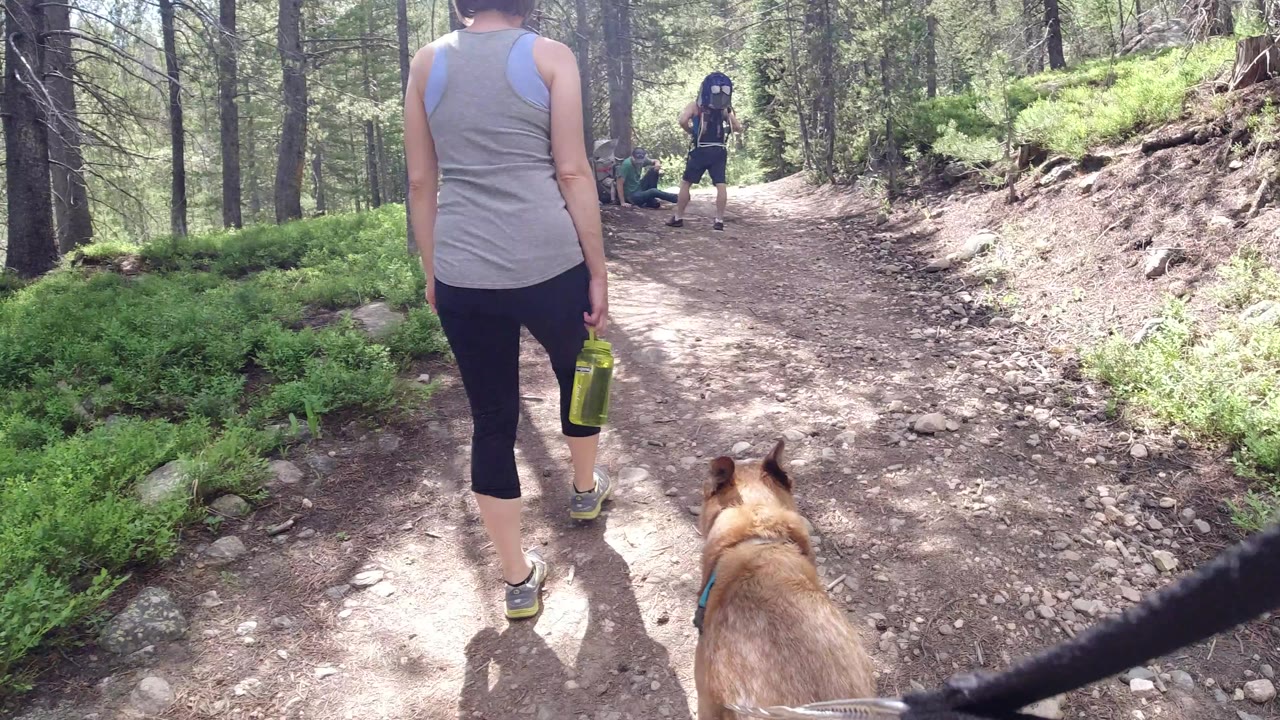 The walker and dog move farther up the Winter Park, Colorado trail, with the leash crossing the lower right edge and trees lining both sides.
