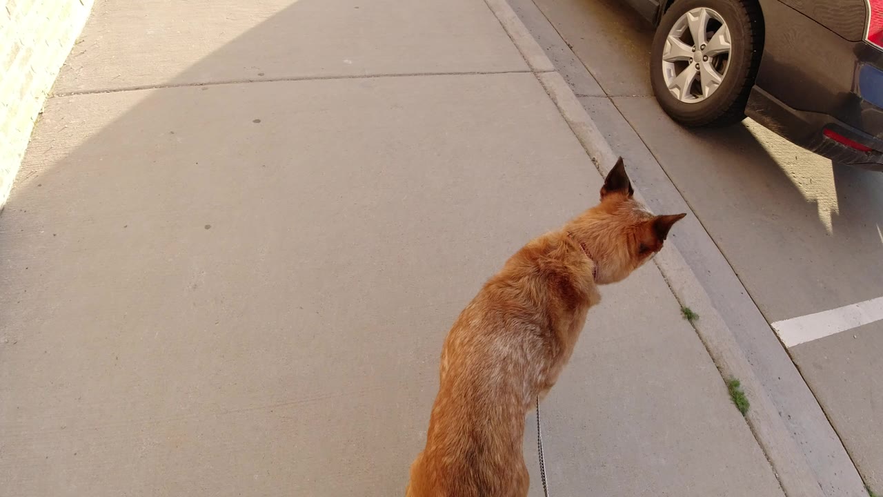 Golden-haired dog on a leash walks along a concrete sidewalk in Winter Park, Colorado, with a parked brown car at the upper right and no visible people.