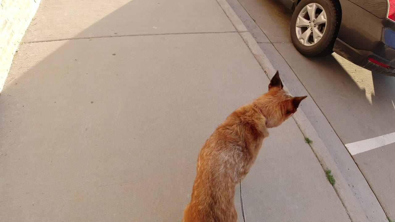 The golden-haired dog remains near the center of the downward-looking frame in Winter Park, Colorado, with the parked car wheel visible above and no visible people.