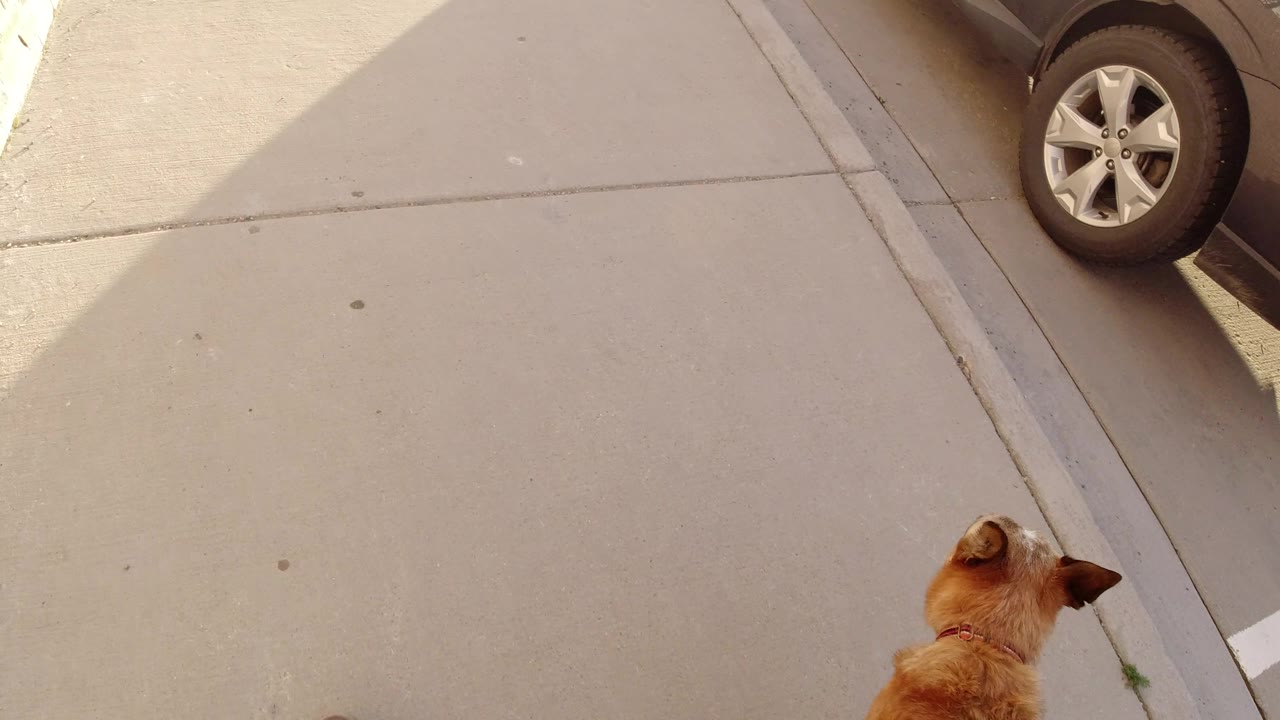 Dog partly at the lower right of a wide sidewalk frame.