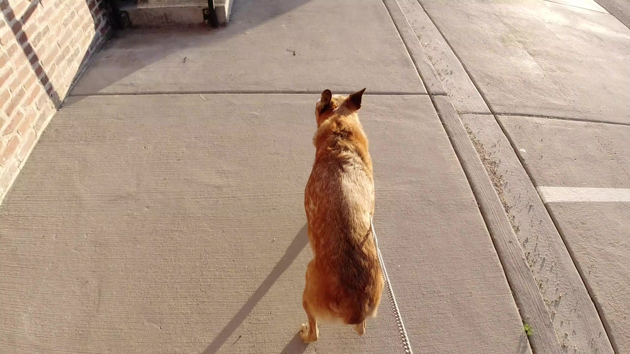 Overhead view of a reddish-brown leashed dog walking along a concrete sidewalk in Winter Park, Colorado, beside brick building edges, with no visible people.