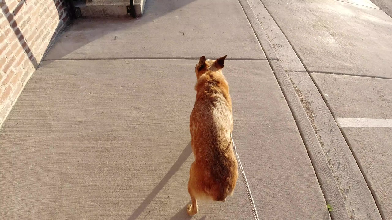 The dog remains centered from above on the Winter Park sidewalk, moving toward a brick corner and open pavement, with no visible people.