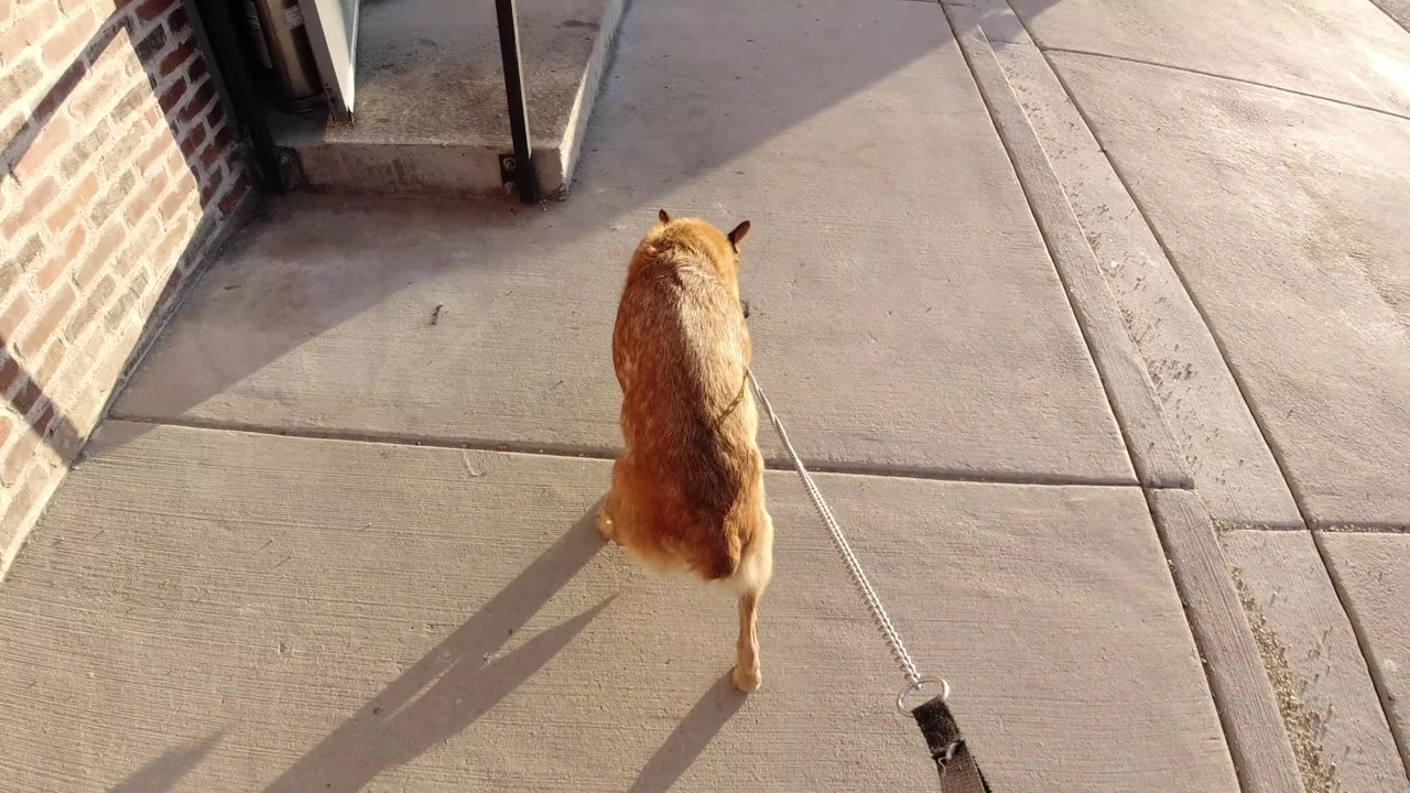 Leashed dog walking across sunlit sidewalk with the leash trailing to the lower right.
