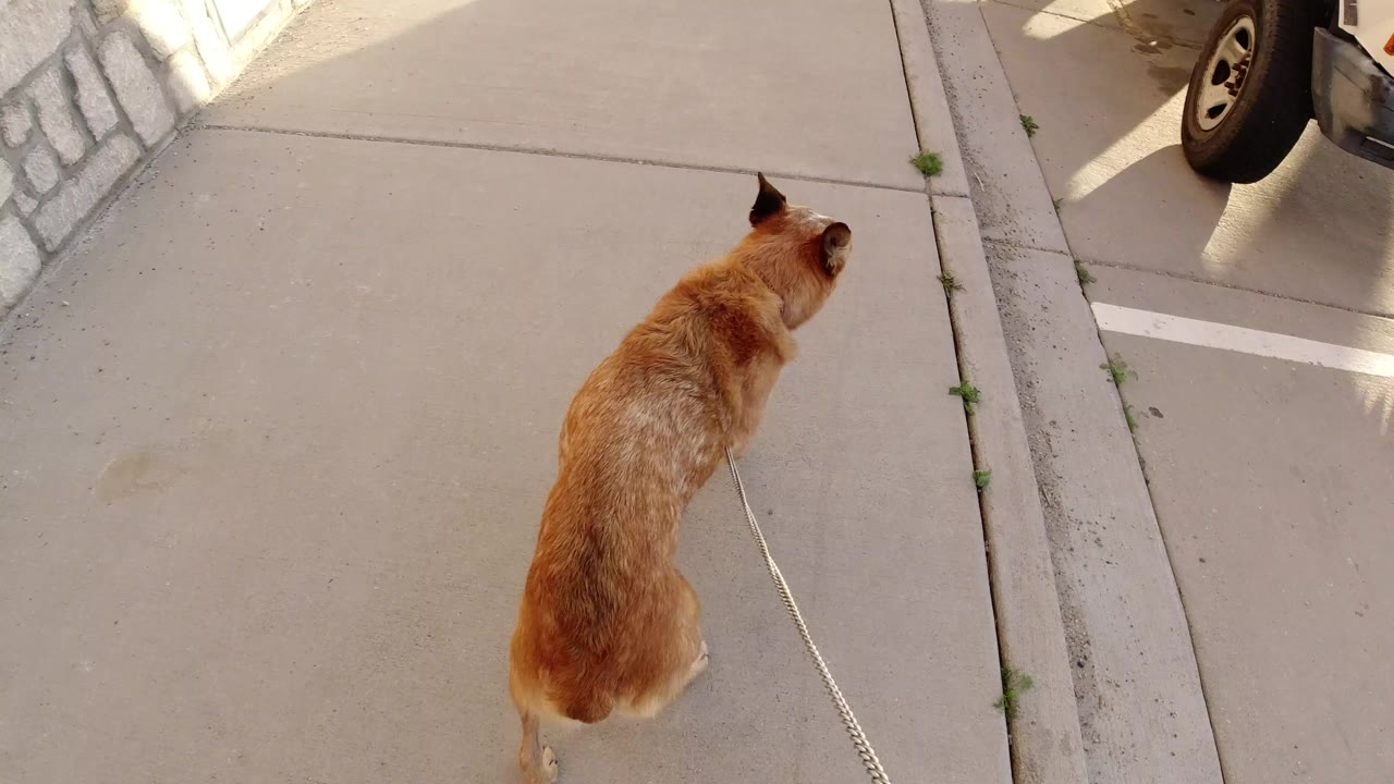 Tan dog on a leash walking along a sunny concrete sidewalk.