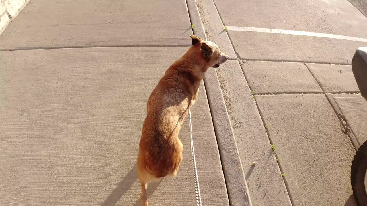 A tan leashed dog walks along sunlit concrete pavement in Winter Park, Colorado, with sidewalk seams and no visible people.