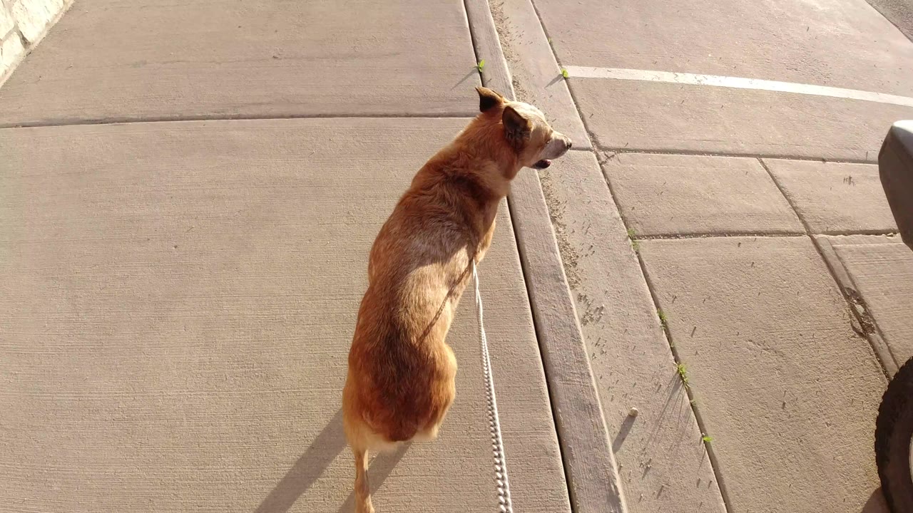 The dog continues forward on a light leash beside concrete joints and a curb seam in Winter Park, Colorado, with no visible people.