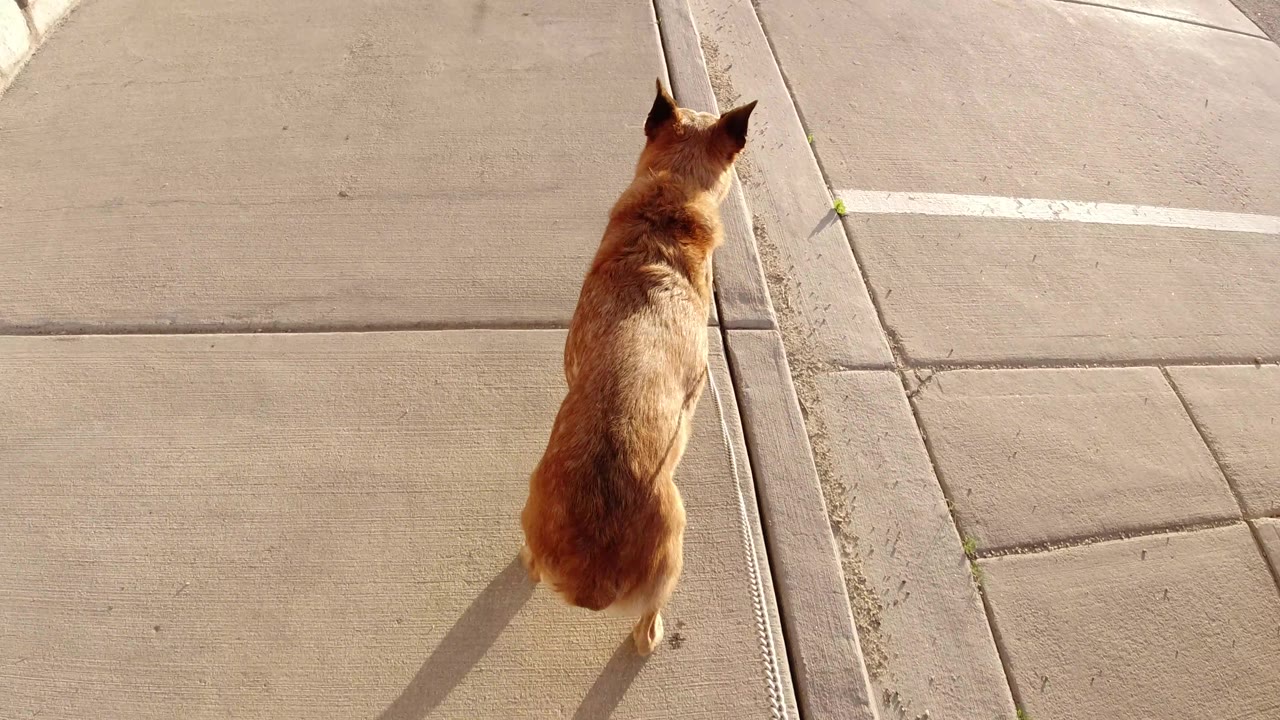 Overhead view of a dog approaching a sidewalk edge.
