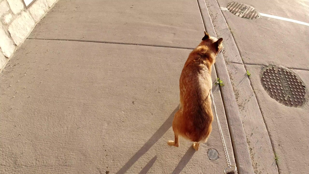 A brown leashed dog walks away across a concrete pathway in Winter Park, Colorado, with a curb, drain cover, long shadow, and no visible people.