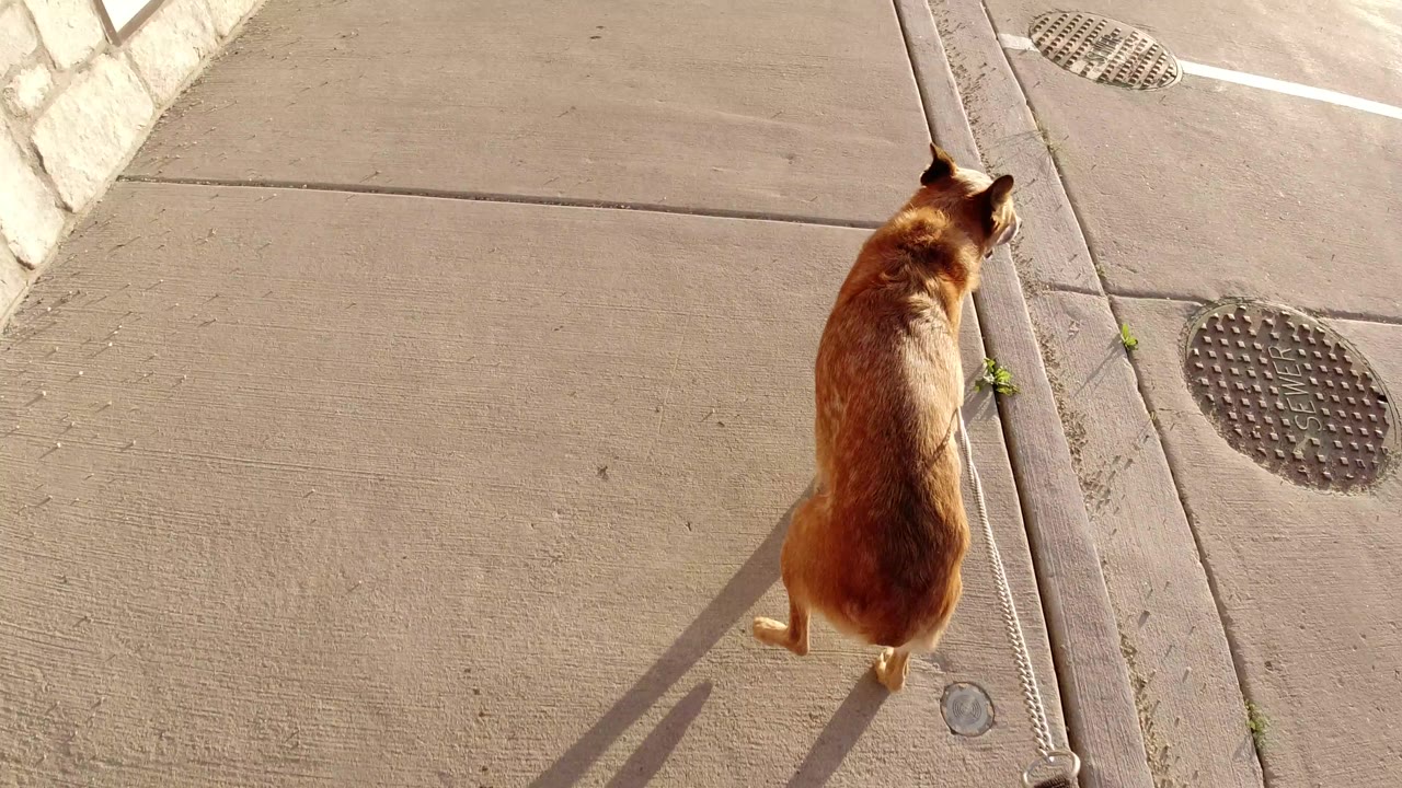 The brown dog continues forward on the Winter Park concrete path, seen from above with the leash trailing along a pavement joint and no visible people.