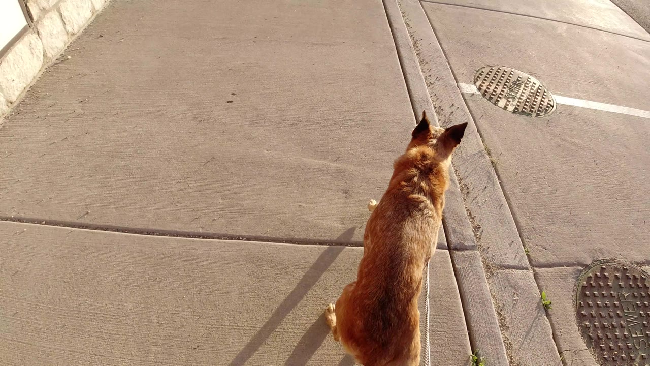 Brown leashed dog near the right edge of a concrete walkway.