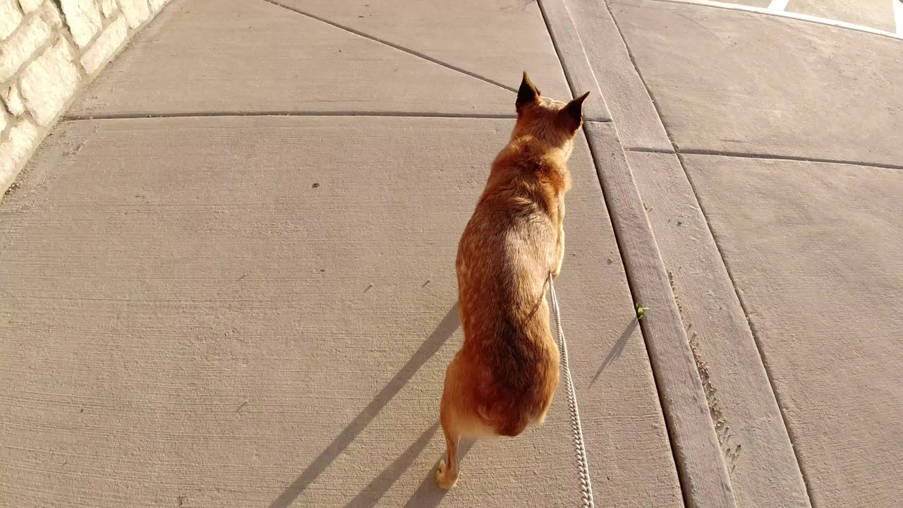 A brown dog walks away from the camera on a leash along a concrete sidewalk in Winter Park, Colorado, with a stone wall at left and no visible people.