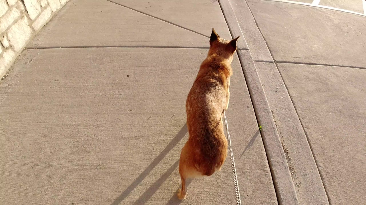 The brown dog continues forward on the leash across broad sidewalk slabs in Winter Park, Colorado, with warm sunlight, a stone edge, and no visible people.