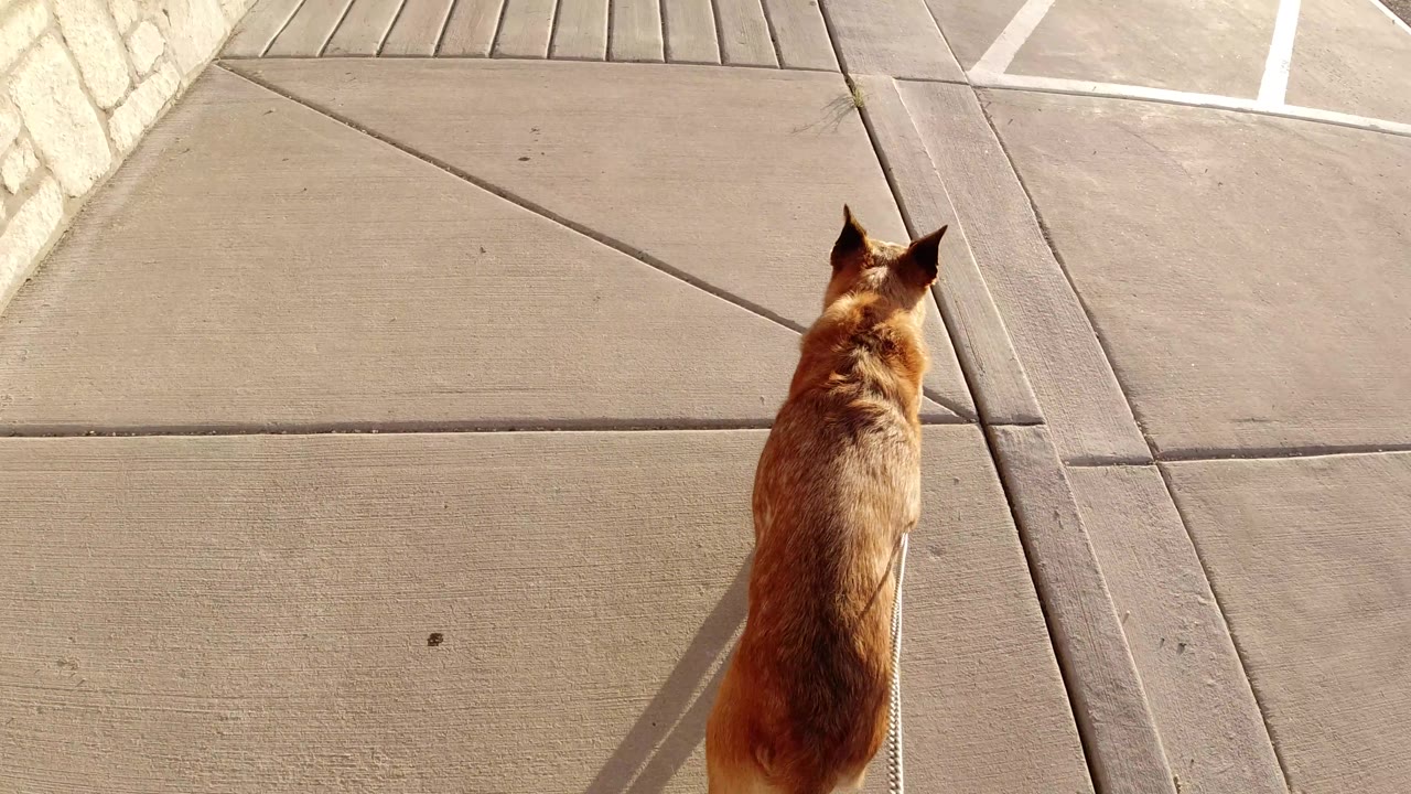 Brown dog approaching a section of sidewalk beside a wooden walkway.