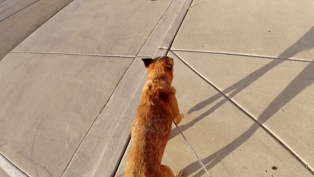 A brown dog on a leash walks away across a pale concrete sidewalk in Winter Park, Colorado, with long shadows on the pavement and no visible people.