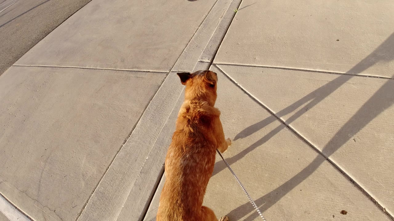 The dog continues forward near the center of the frame, surrounded by concrete sidewalk panels, diagonal seams, and warm shadows in Winter Park, Colorado, with no visible people.