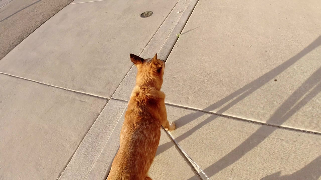 Dog on leash moving toward crossed sidewalk shadows.