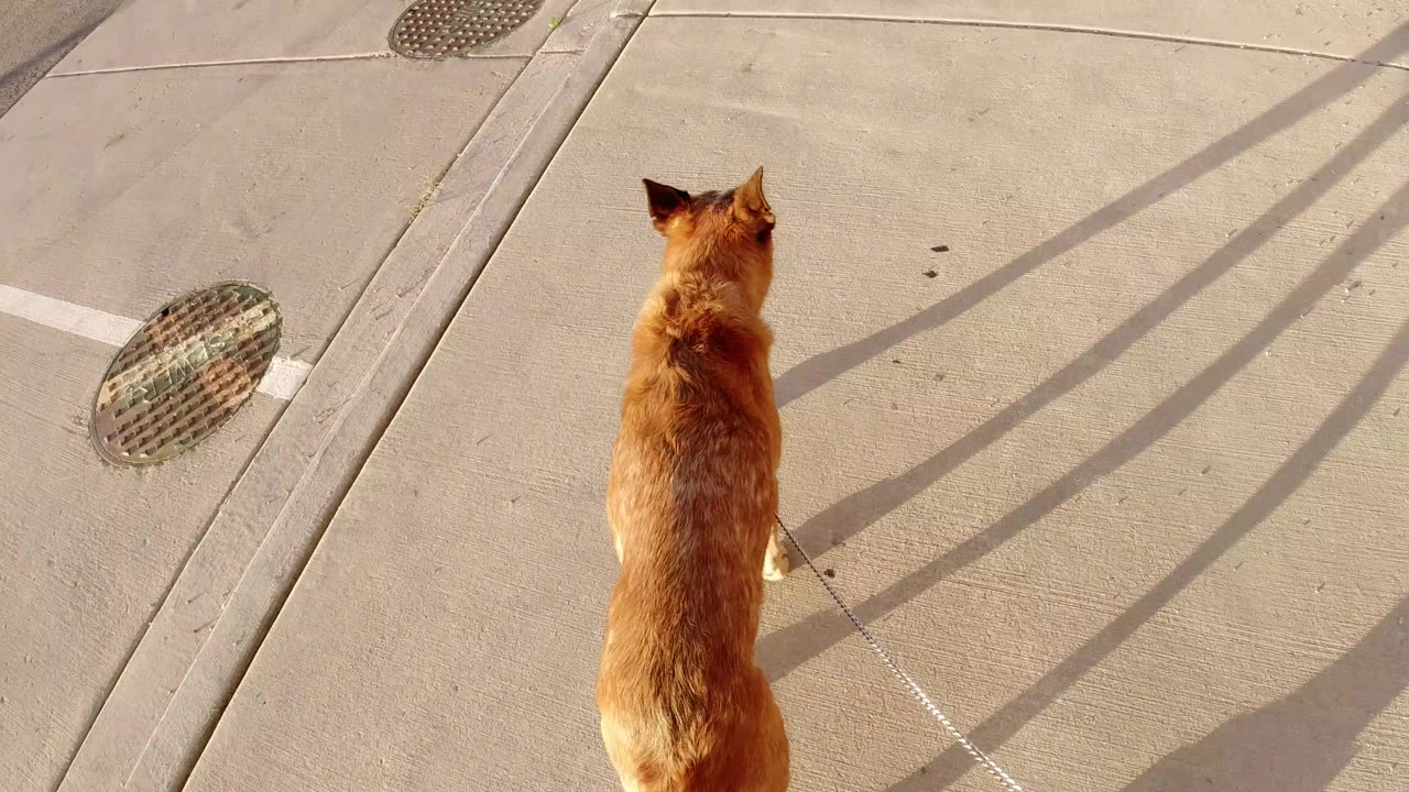 Brown dog on a leash walking on concrete sidewalk