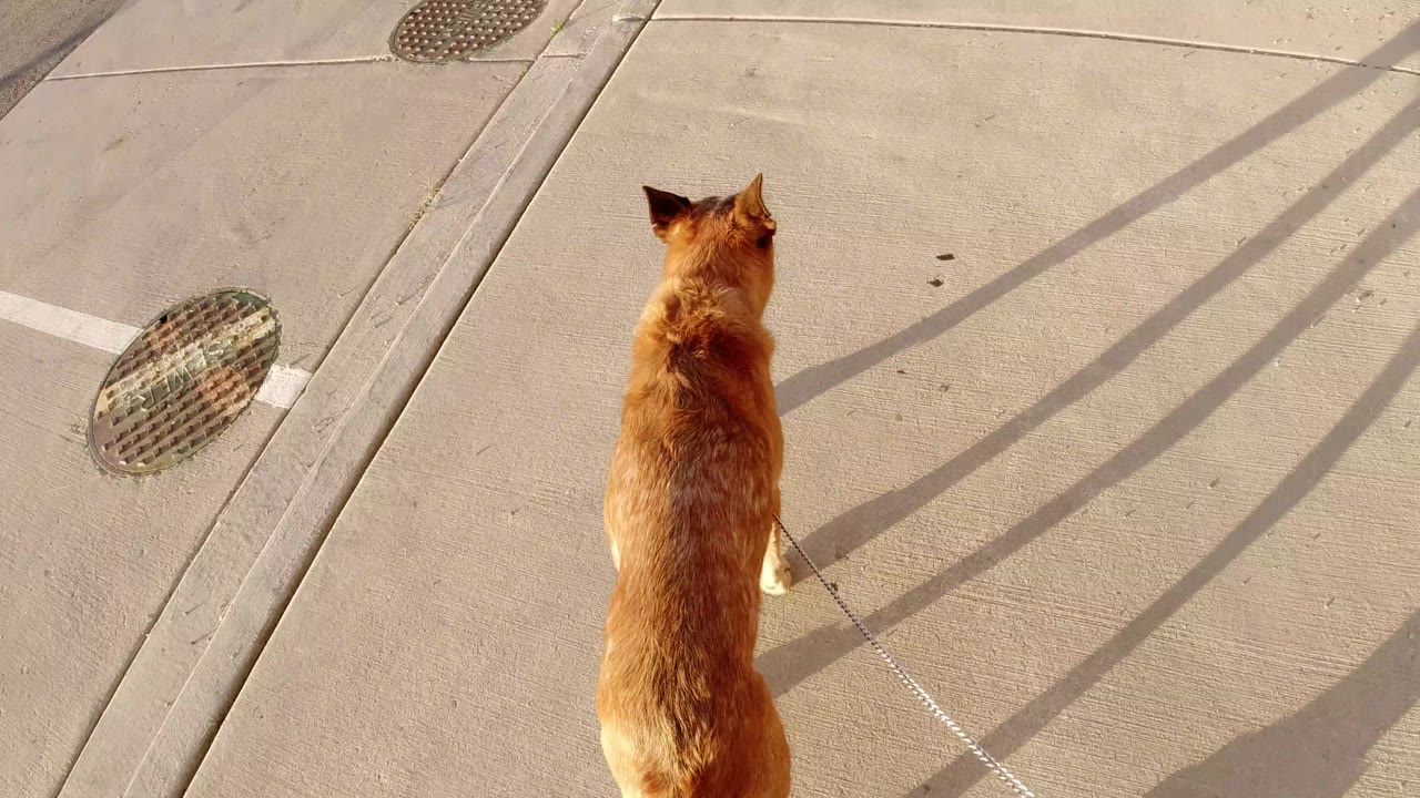 The dog continues forward on the Winter Park sidewalk, centered below the camera while circular utility covers and diagonal shadows mark the concrete around it.