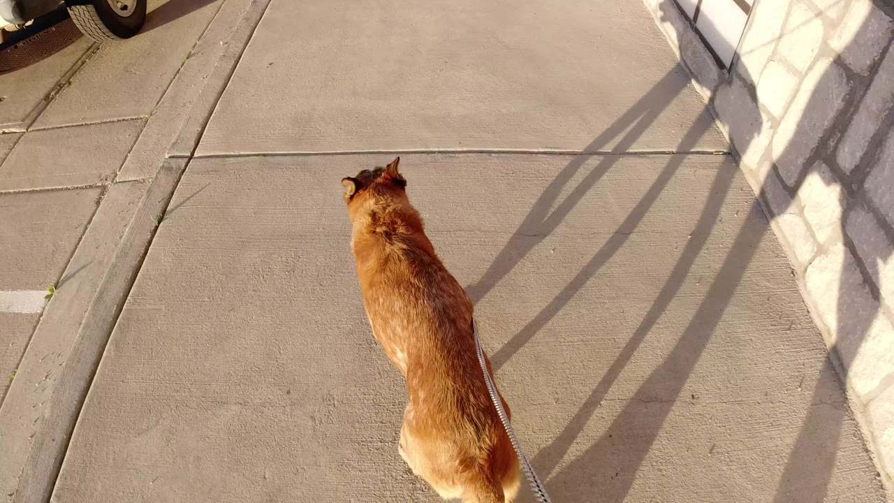 Brown dog on a leash walking across concrete beside a stone wall.