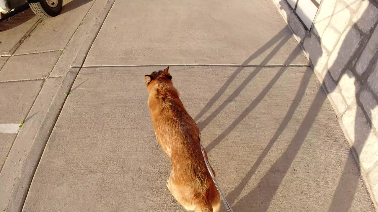 The leashed brown dog remains near the lower center of the frame in Winter Park, Colorado, moving past angled wall shadows with no visible people.