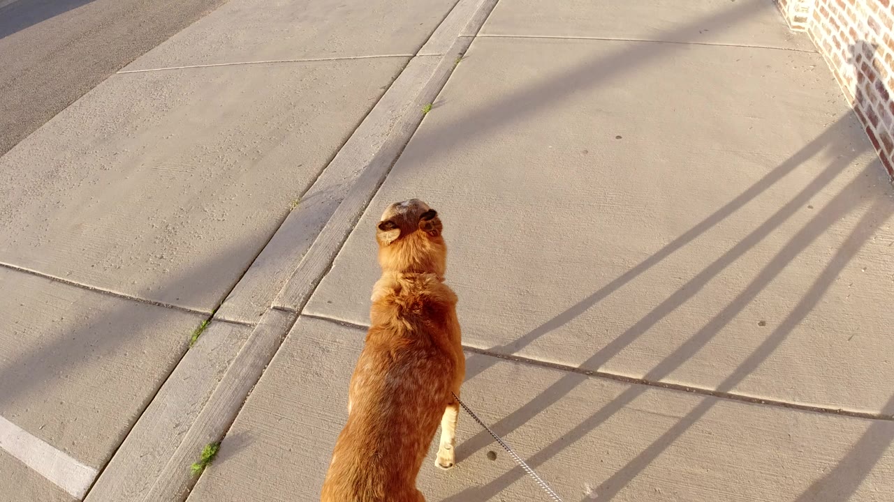 At 0:00, a brown dog on a leash walks away from the camera on a concrete sidewalk in Winter Park, Colorado, with long wall shadows crossing the pavement and no visible people.
