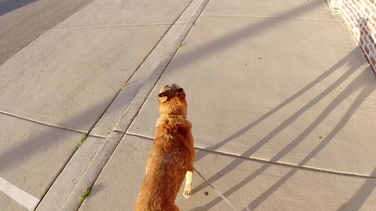 At 0:01, the brown dog remains near the lower center of the overhead Winter Park sidewalk view, walking past concrete seams under warm angled light with no visible people.