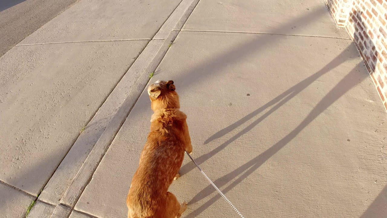 Brown dog walking near a brick wall with a leash visible on the sidewalk.