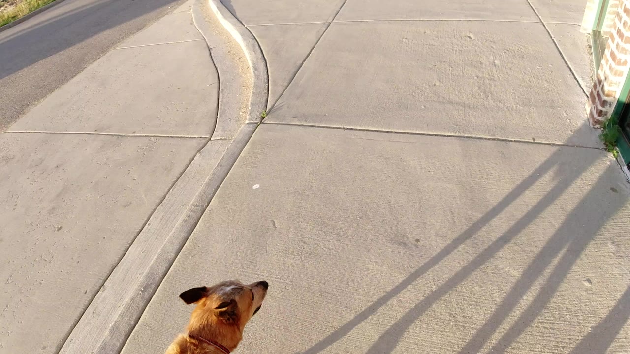 Tan dog enters the lower edge of an elevated sidewalk view in Winter Park, Colorado, with concrete seams, a curb, brick, green glass, and no visible people.