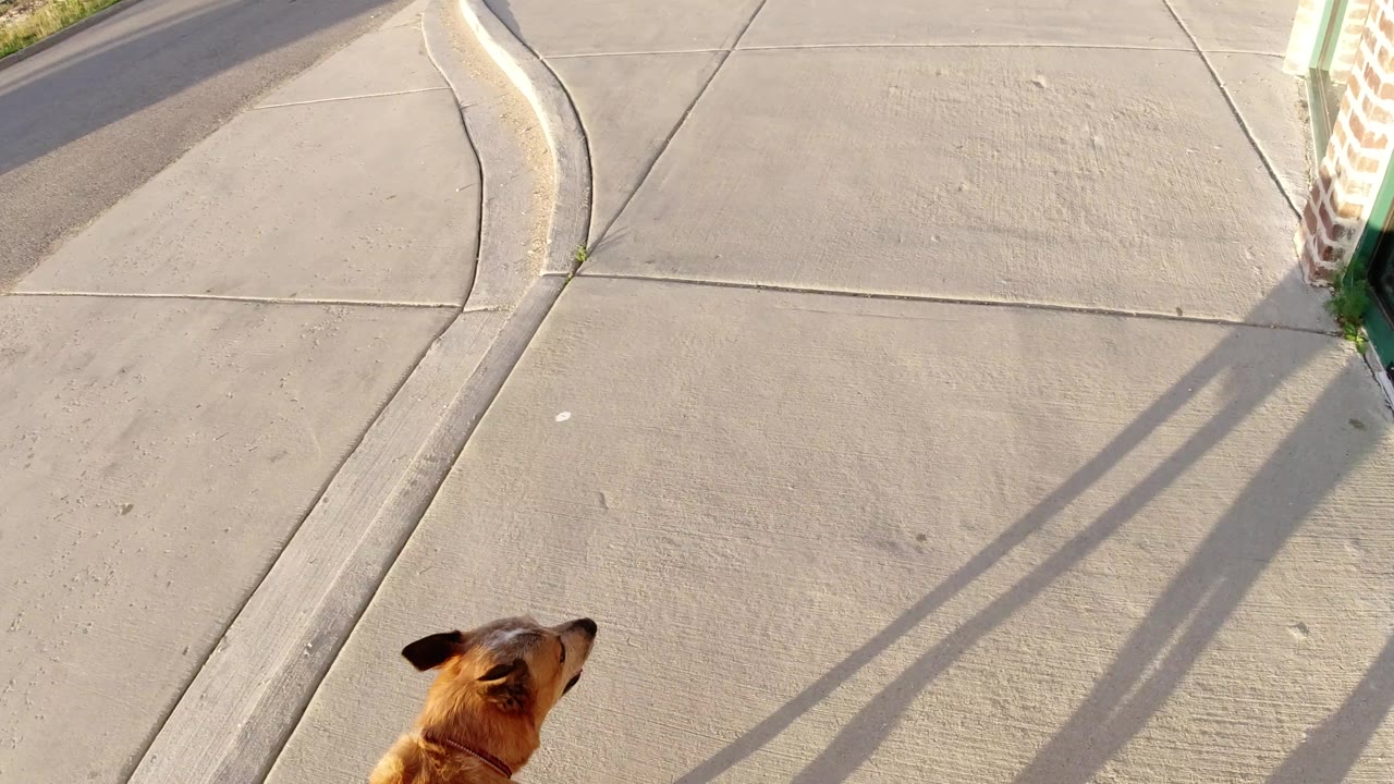 Tan dog walking below an elevated camera beside pavement shadows.