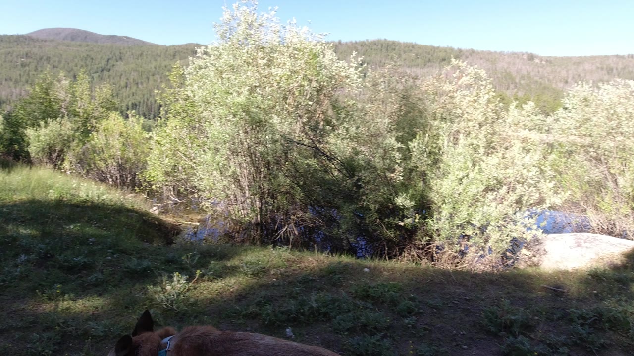 At the start of the clip, a brown dog is partly visible at the bottom edge of a shaded grassy trail in Winter Park, Colorado, with creekside shrubs, bright trees, distant wooded hills, and no visible people.