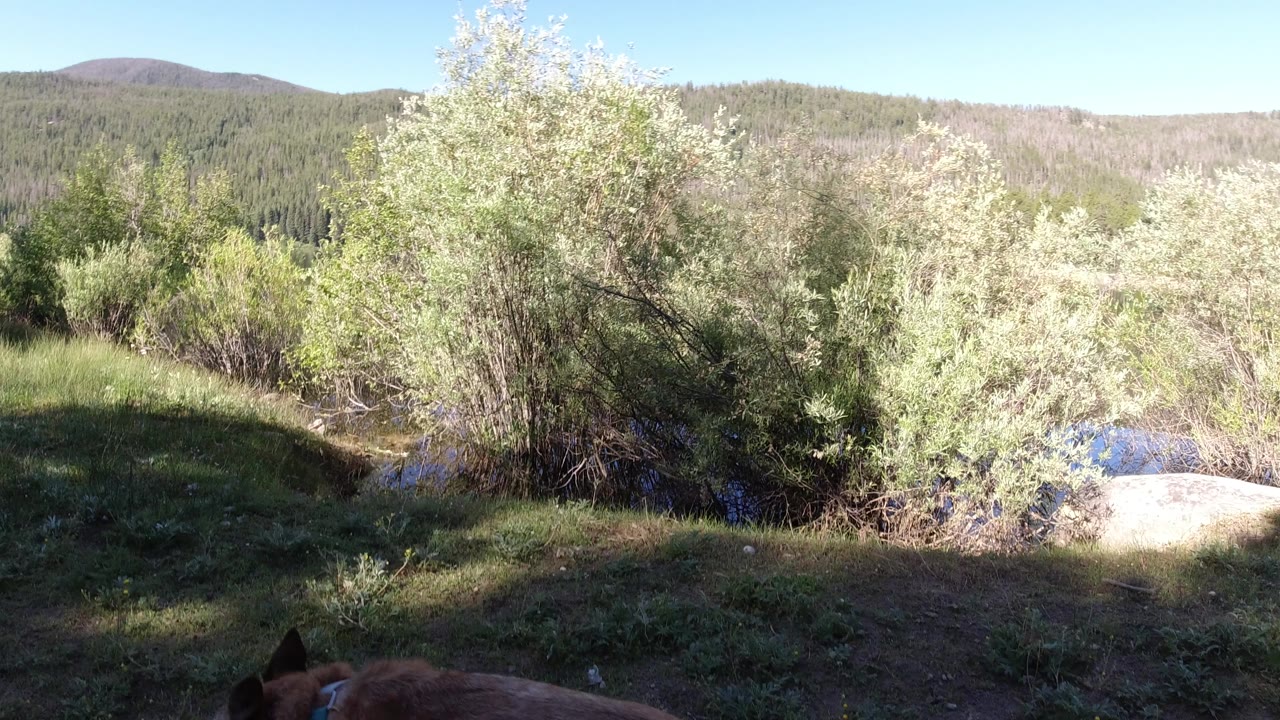 A moment later, the dog's head and ears sit near the lower edge of the frame on a shaded dirt and grass path in Winter Park, Colorado, with sunlit shrubs, a small creek, hills, and no visible people.