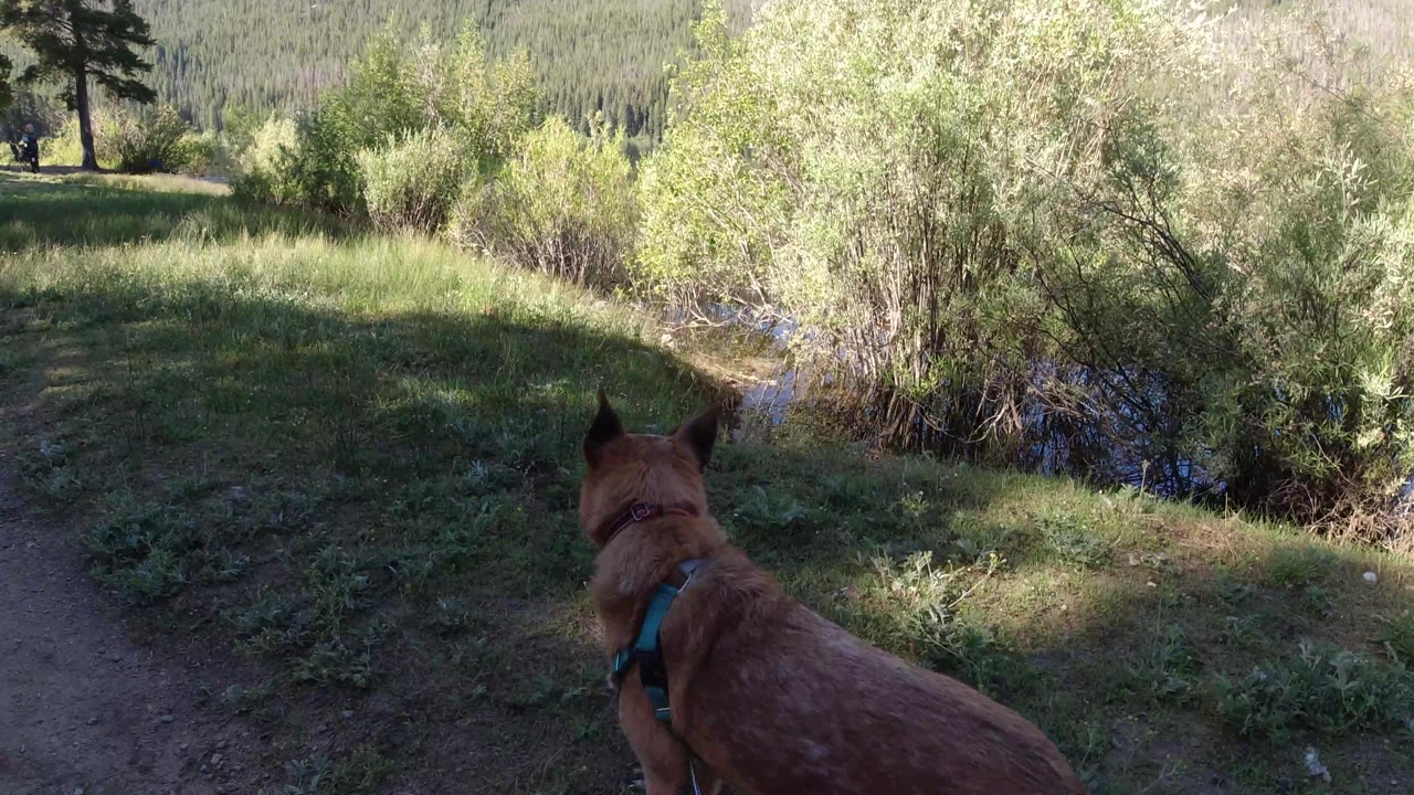 Brown dog on a leash walks along a dirt path beside grass and shrubs.