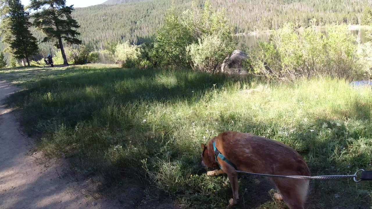 A brown dog in a blue harness sniffs low grass beside a dirt path in Winter Park, Colorado, with shrubs, evergreen trees, water, and forested hills behind it, no visible people.