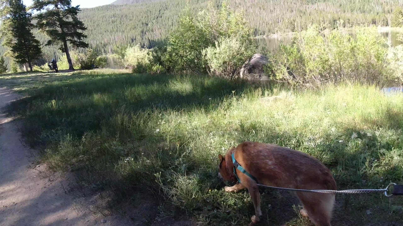A leashed brown dog keeps its head down in the grass near a shaded dirt path in Winter Park, Colorado, with a boulder, lakeside shrubs, and a wooded slope in the background, no visible people.