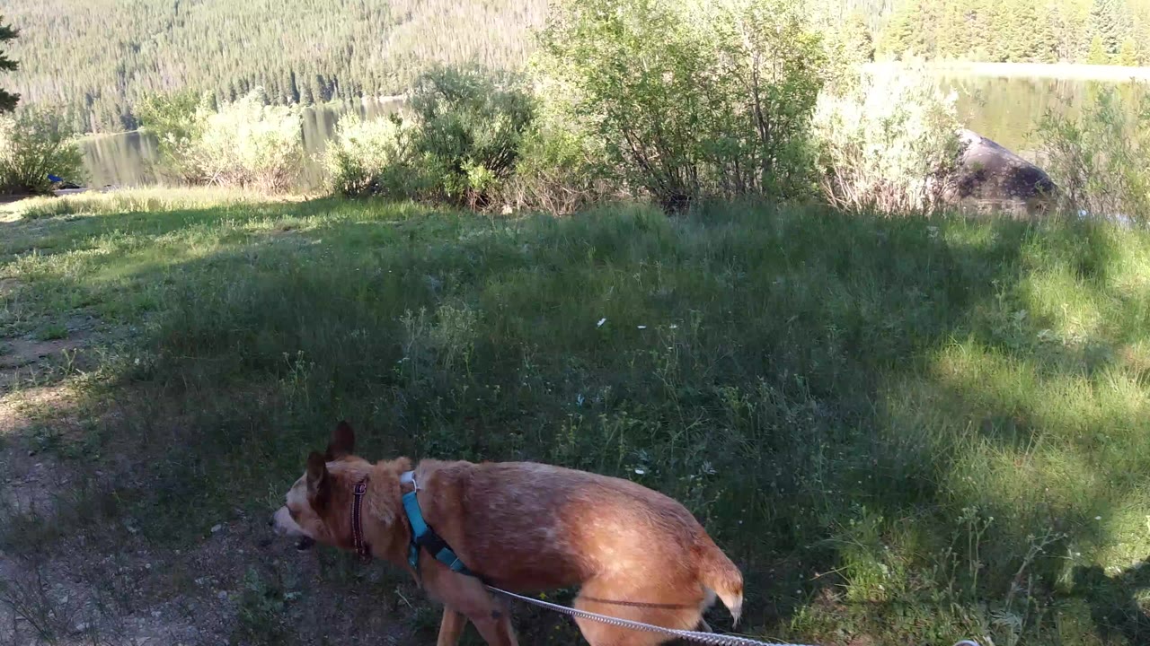 A brown dog in a teal harness walks at the lower left through shaded grass near a pond in Winter Park, Colorado, with no clear people visible.