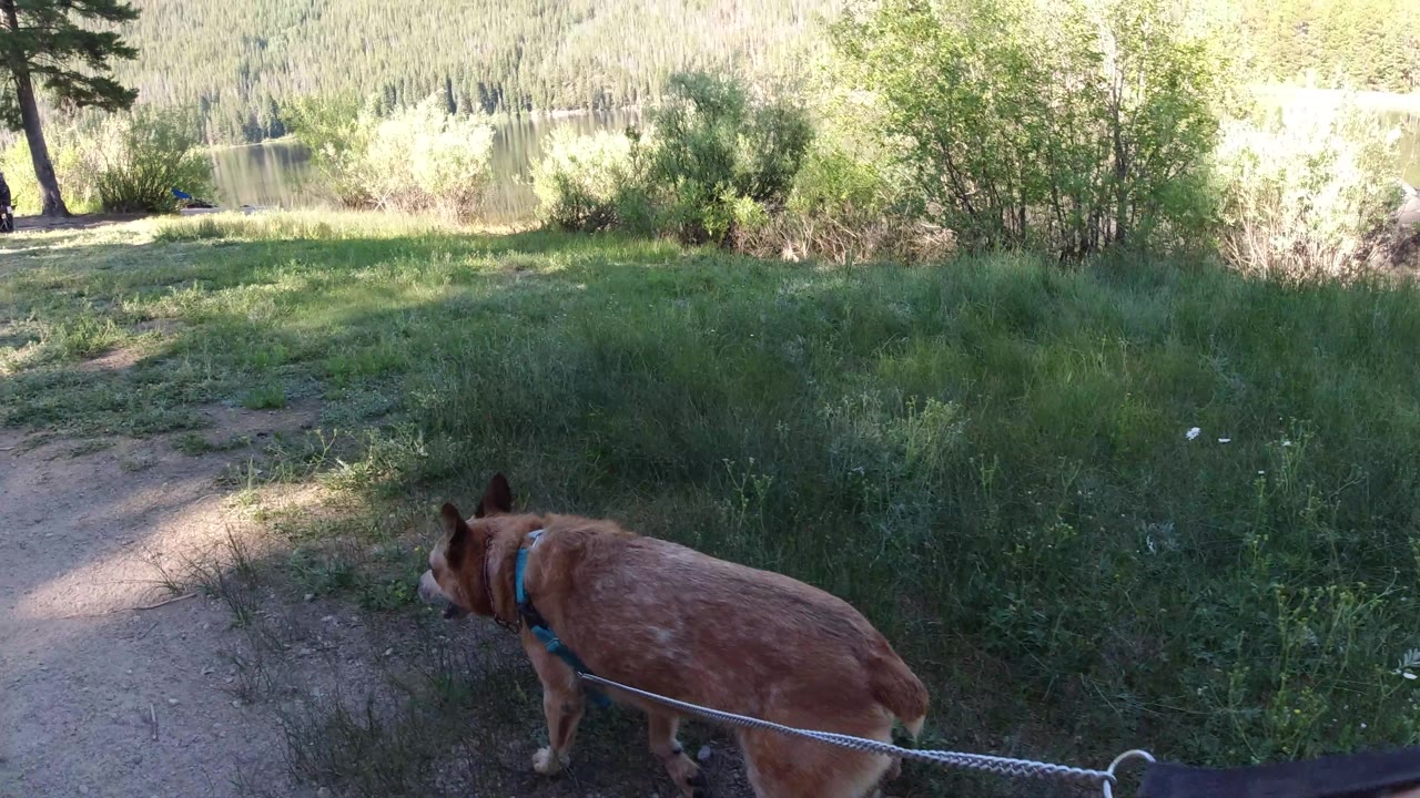 Brown dog near a dirt path with a pond and bright grass behind.