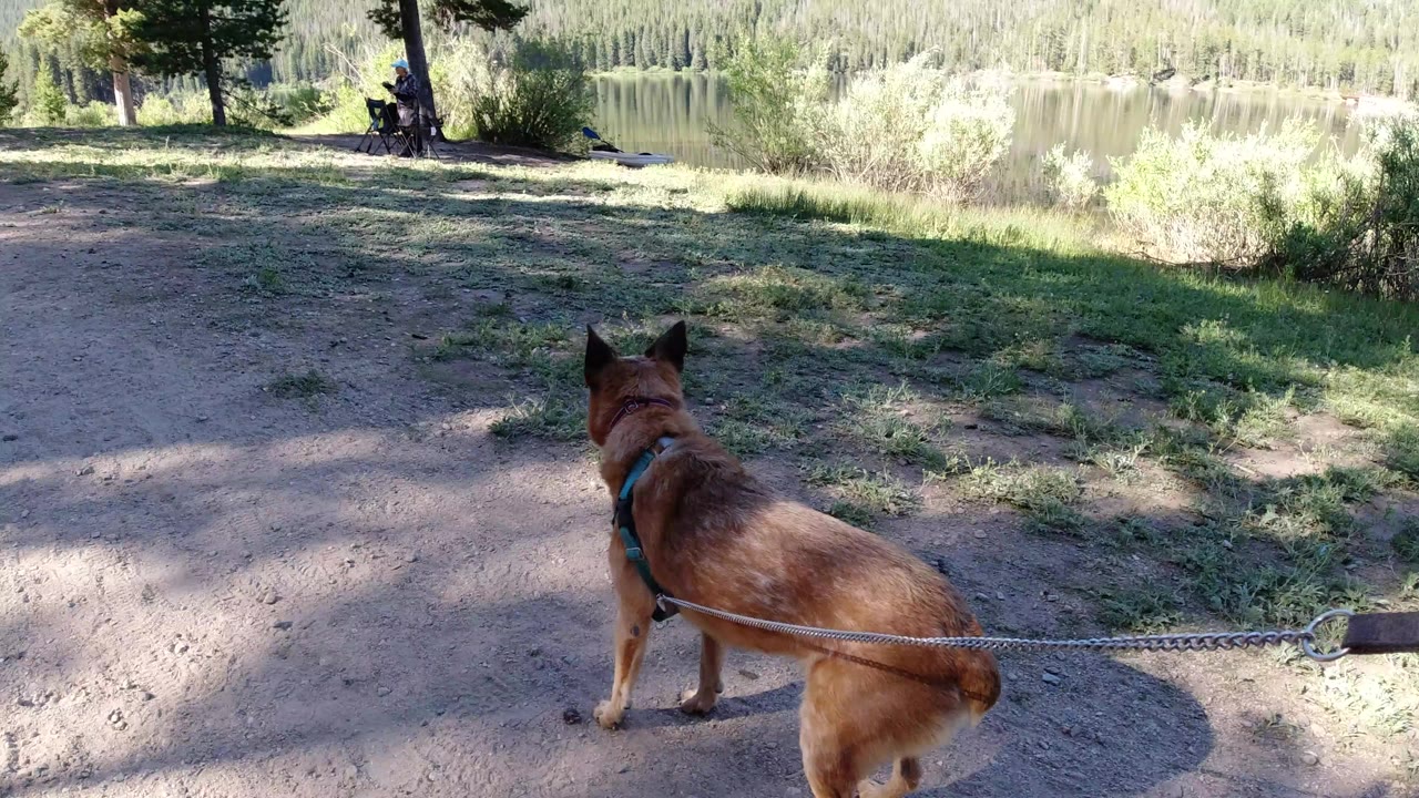 A brown dog in a teal harness stands on a dirt path near a lake in Winter Park, Colorado, with trees and shade across the park ground.