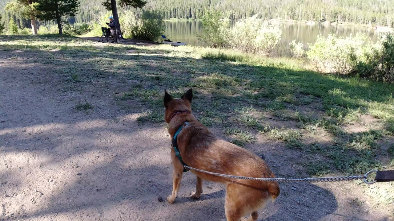 The dog remains near the center foreground, facing toward the lake and trees in Winter Park, Colorado, while the leash stretches across the frame.