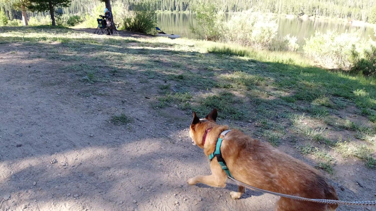 Dog moving right beside a lake and trees