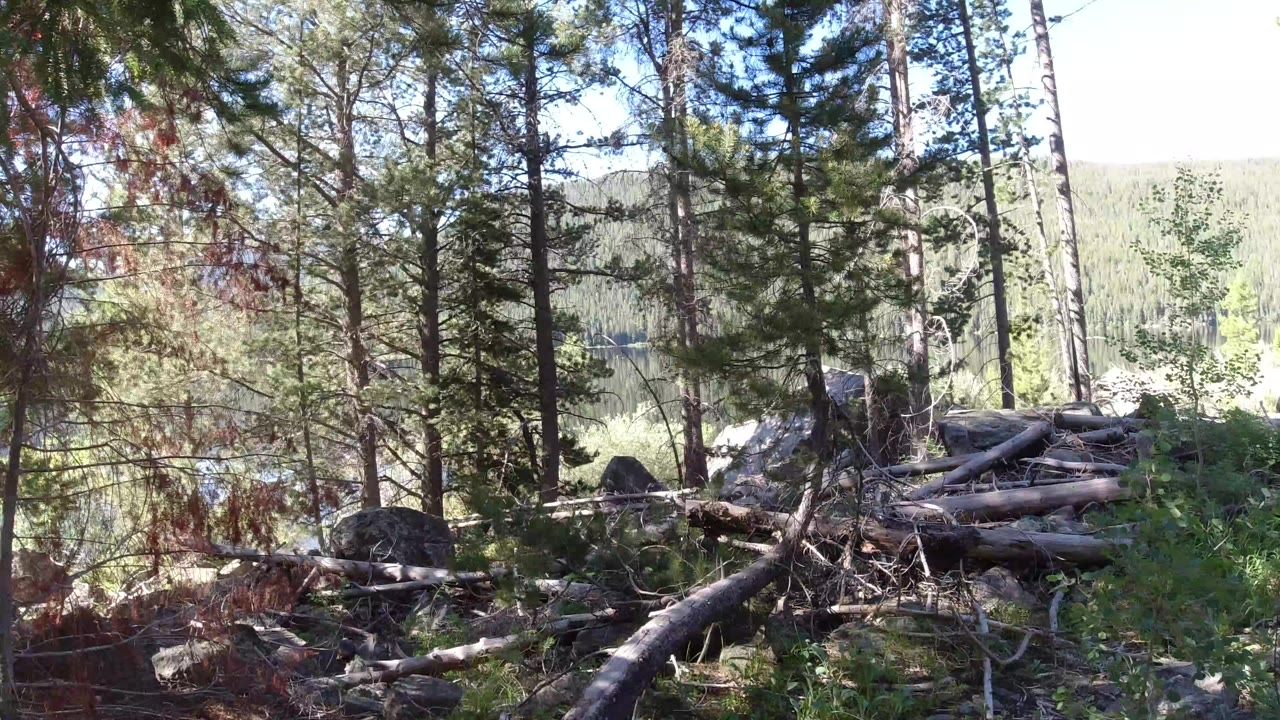 Ground-level view in Winter Park, Colorado of evergreen trunks, fallen logs, scattered rocks, green undergrowth, and bright light beyond the trees, with no clearly visible person in this frame.