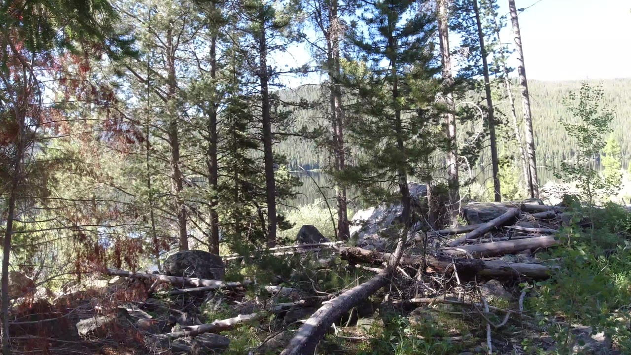 Winter Park, Colorado forest view with downed timber across the midground, tall evergreens, rocks in shadow, and a bright distant hillside seen through the trees, with no clearly visible person in this frame.