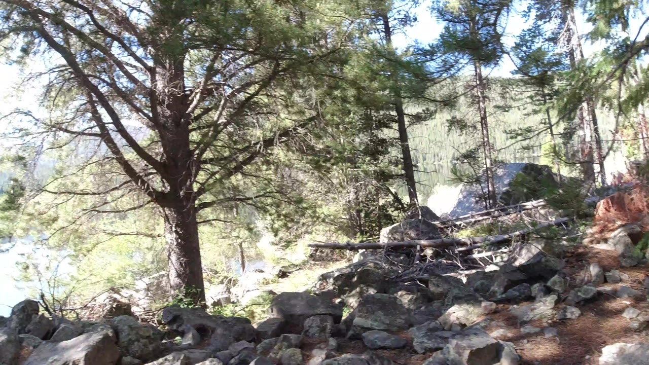 A central pine trunk and dark boulders frame the Winter Park lake, with green slopes across the water and no visible people.