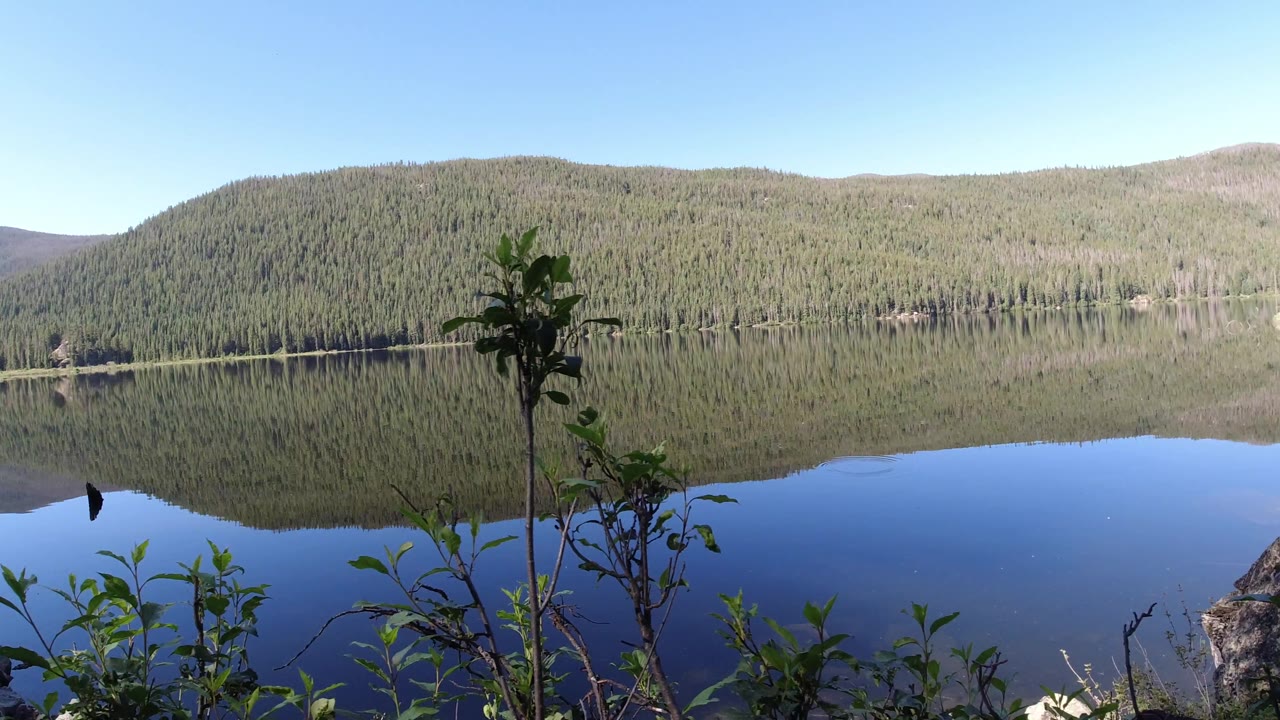 Winter Park, Colorado lake and tree-covered hill reflected in calm water, with a tall leafy foreground plant near the center and no visible people.