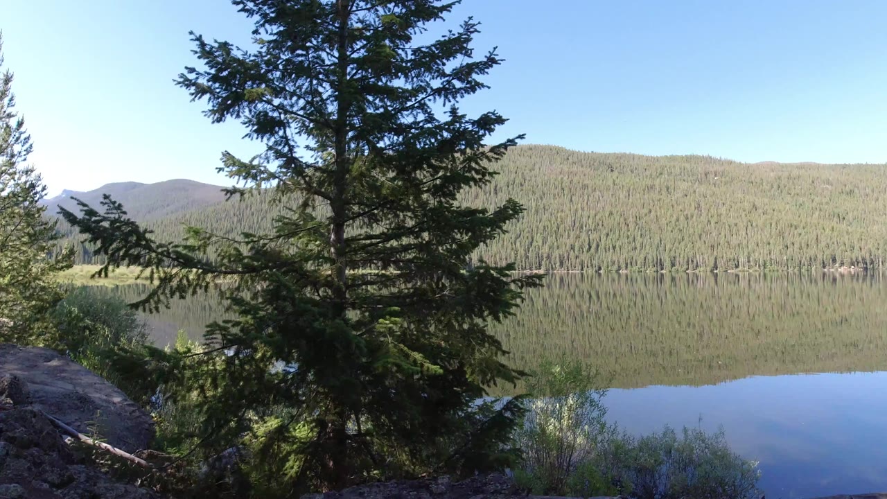 Conifer tree beside a lake with forested hills beyond.