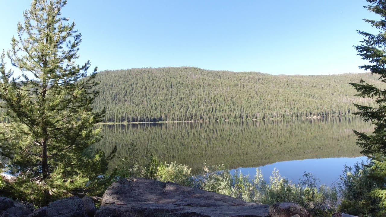 Evergreen trees and shrubs overlooking a lake with dense forest across the shore.