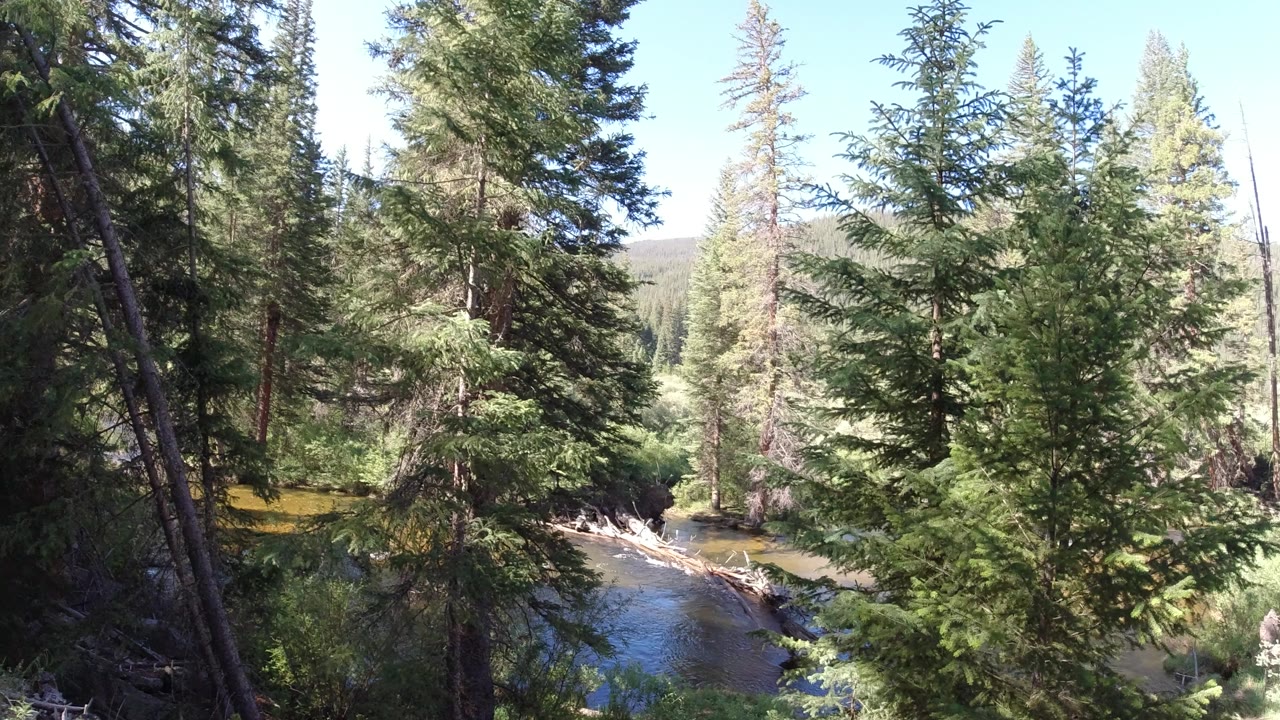 High view through evergreen trees toward a narrow river in Winter Park, Colorado, with bright sun on the water and no visible people.
