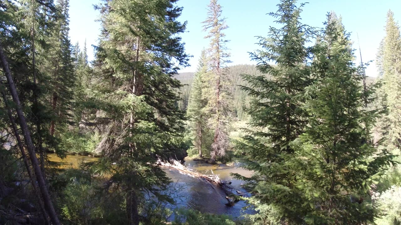 Forest canopy with a river bend below.